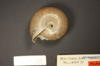 Media type: image; Malacology 156671 Description: ventral view of 156671_Helix_napensis;